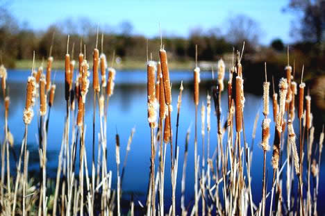 cattails in a row